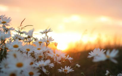white-flowers-field-sunrise-wallpaper